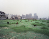 Les chiens — Baoji — 2014