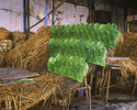 Recouvrement-Hyderabad, 2007.