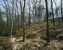 Bleu-Thiruvananthapuram, 2007.