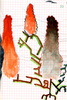 Sans titre, 1995.
