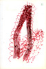 Sans titre, 1995.