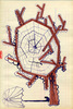 Sans titre, 1995.
